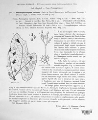 Pseudoperonospora cubensis image